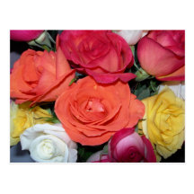 Roses multiples cartes postales