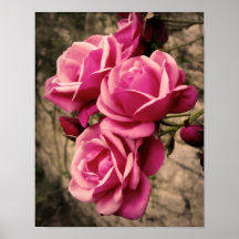 Roses roses de pirouette posters