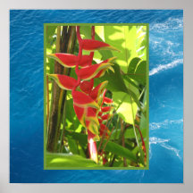Rostrata van Heliconia Afdruk