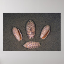Rouge-a dit (miniacea d'Oliva) Shell olive Affiches