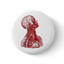 Rouge de buste d'anatomie