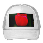 Rouge de tulipe casquettes de camionneur