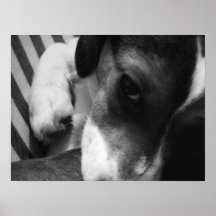 Roxie: Hefboom Russell Terrier Dog Poster