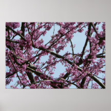 Roze Bloeiende Boom in de Lente Poster