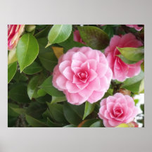 roze bloesem plaat
