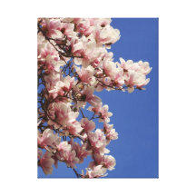 Roze en Witte Magnolia Stretched Canvas Prints