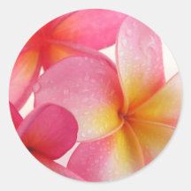 Roze Frangipani Stickers