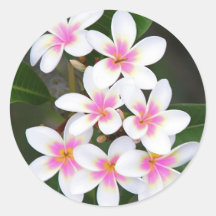 roze frangipani stickers