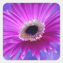 Roze Gerber Daisy Vierkant Stickers