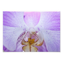Roze Orchidee Foto