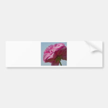 Roze Schoonheid Bumperstickers
