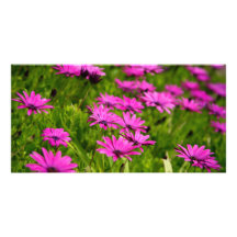 Roze wilde bloemen persoonlijke fotokaarten