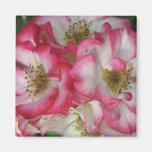 Roze & Witte Rozen Koelkast Magneten