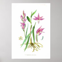 Rubra de Cephalanthera Affiche
