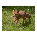 Running fox post card