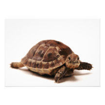 Rustende Schildpad Uitnodiging