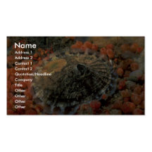 Ruwe sleutelgatlimpet (aspera Diodora) Shell Visitekaartjes