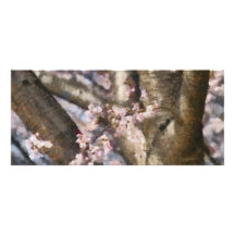Sakura - de Bloesem van de Lente Reclamekaart