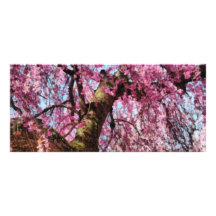 Sakura - definitief is het de Lente Reclamekaart Ontwerp
