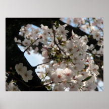 Sakura (kersenbloesem) afdruk