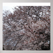 sakura poster