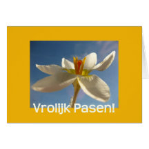 Salutation blanche de Pâques de crocus - Néerlanda Cartes De Vœux