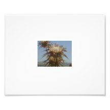 San Martin Californie Photographies D’art