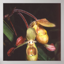 Sargentianum de Phragmipedium Posters