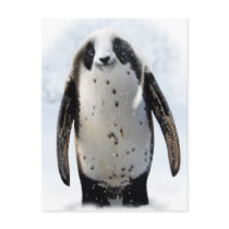 Sauvez le Panguin ! Carte Postale
