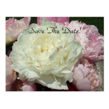 Sauvez les pivoines roses blanches de date/courrie carte postale