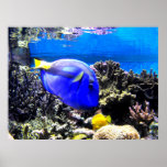 Saveur royale et poissons jaunes de saveur affiches