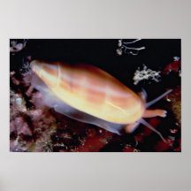 (Sayana d'Oliva) Shell olive en lettres Affiche
