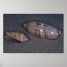 (Sayana d'Oliva) Shell olive en lettres Posters