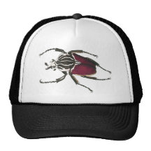 Scarabée de Goliath Casquettes De Camionneur