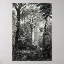Scène dans une forêt brésilienne gravée par posters