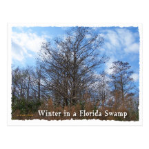 Scène d'hiver de marais de la Floride Cypress Cartes Postales