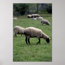 Schapen Afdruk