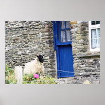 Schapen en de blauwe deur poster
