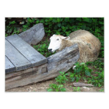 schapen foto