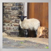 Schapen in deuropening posters