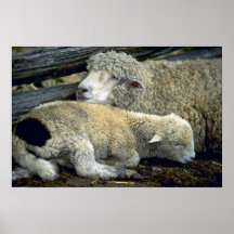 Schapen Plaat