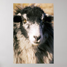 Schapen Plaat