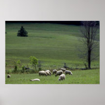 Schapen Poster