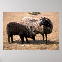 Schapen Posters