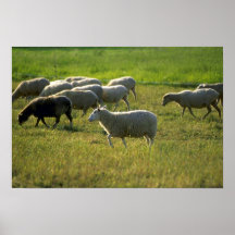 Schapen Posters