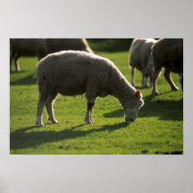 Schapen Print