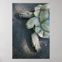 schildpad print