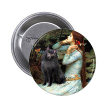 Schipperke 2 - Ophélie a assis Badges