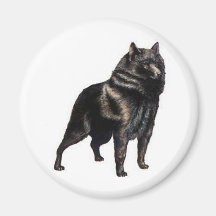 Schipperke Aimants Pour Réfrigérateur