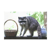 Schuldige Wasbeer en Koekjestrommel Stretched Canvas Print
